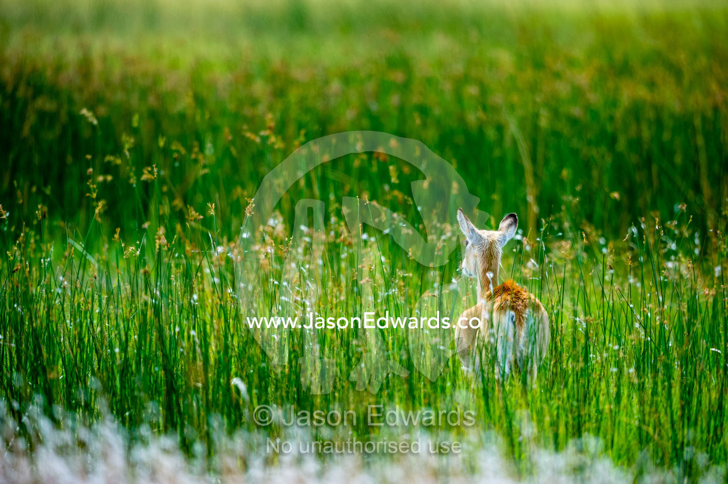 A female Red Lechwe cautiously enters a floodplain of reeds. Zarafa Camp, Zibadianja Lagoon, Savute Channel, Linyanti, Botswana.