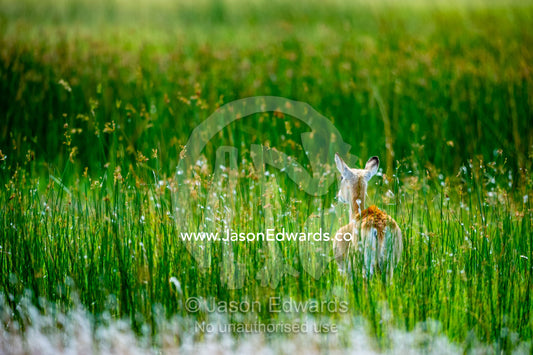 A female Red Lechwe cautiously enters a floodplain of reeds. Zarafa Camp, Zibadianja Lagoon, Savute Channel, Linyanti, Botswana.