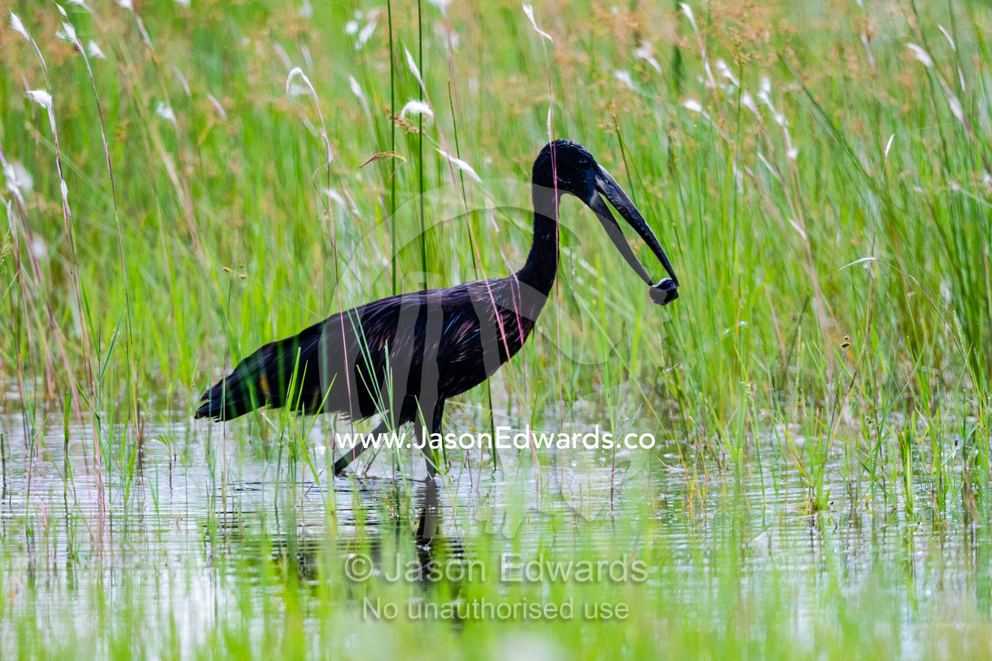 An Openbill Stork with a mussel in it's beak in a wetland. Zarafa Camp, Zibadianja Lagoon, Savute Channel, Linyanti, Botswana.