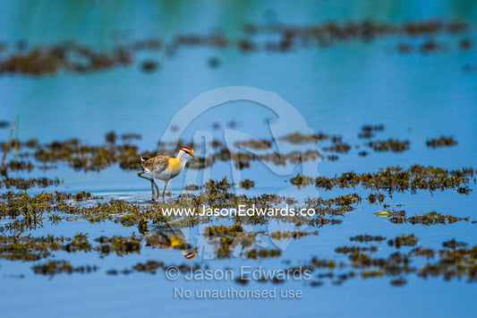 A Lesser Jacana walking on long toes across water plants on a wetland. Zarafa Camp, Zibadianja Lagoon, Savute Channel, Linyanti, Botswana.