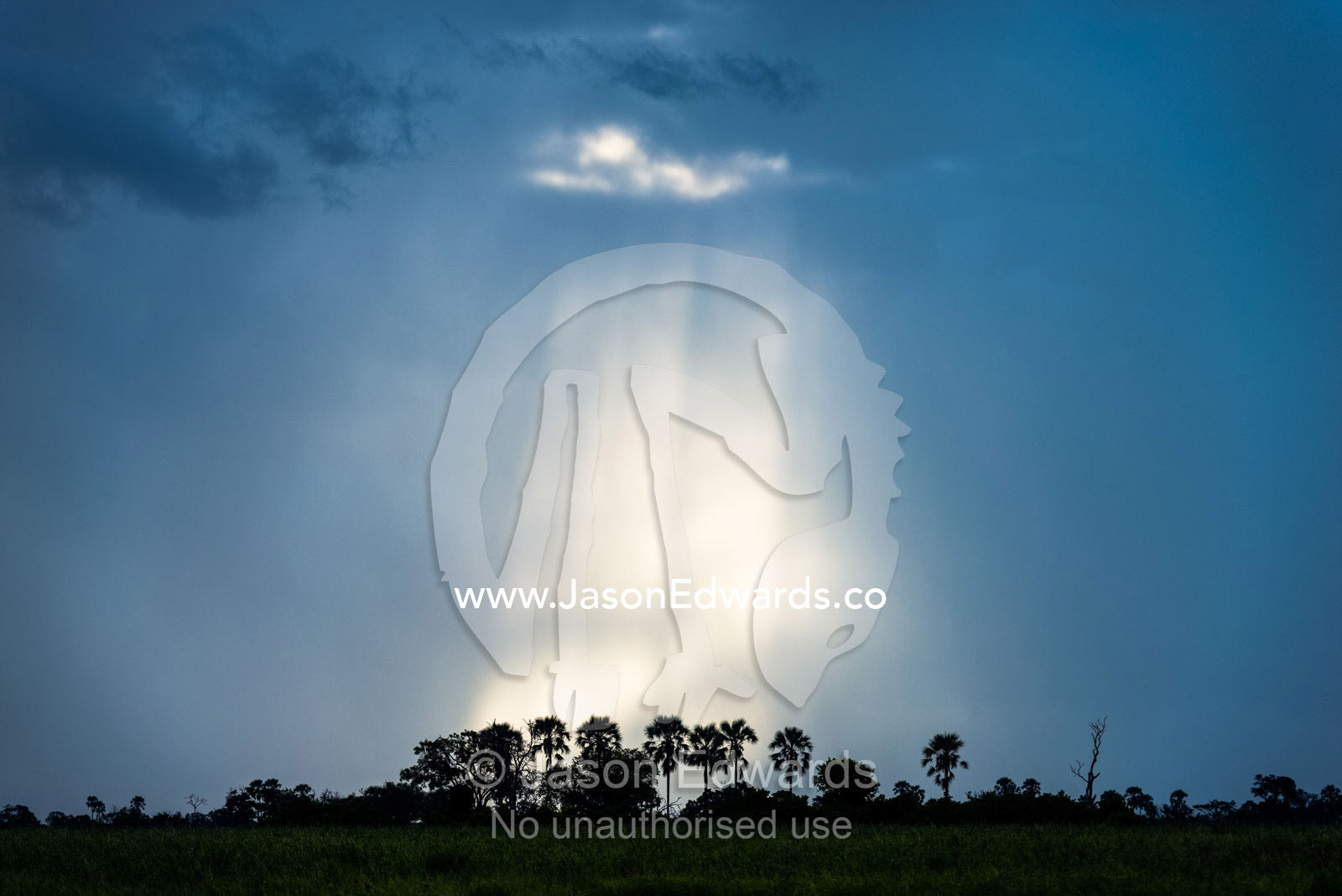 The silhouette of African Fan Palms beneath god rays piercing a storm cloud. Zarafa Camp, Zibadianja Lagoon, Savute Channel, Linyanti, Botswana.