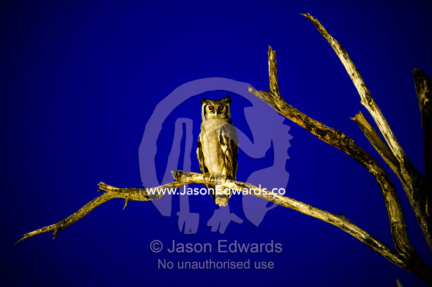 A Giant Eagle Owl roosting on a tree branch at night. Zarafa Camp, Zibadianja Lagoon, Savute Channel, Linyanti, Botswana.