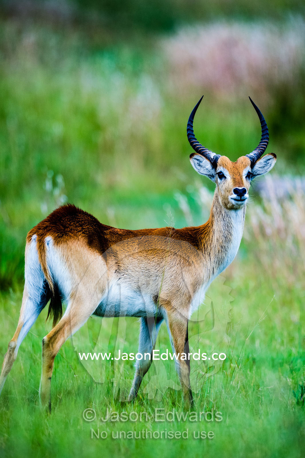 A proud male Red Lechwe standing to attention on a floodplain. Zarafa Camp, Zibadianja Lagoon, Savute Channel, Linyanti, Botswana.