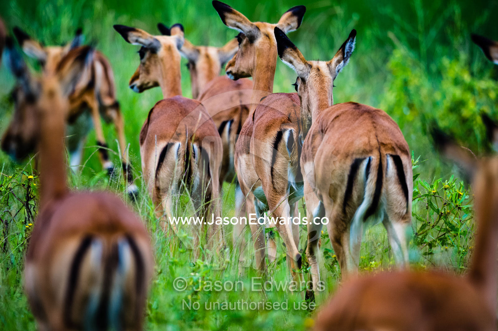 A herd of Impala migrating across a floodplain. Zarafa Camp, Zibadianja Lagoon, Savute Channel, Linyanti, Botswana.