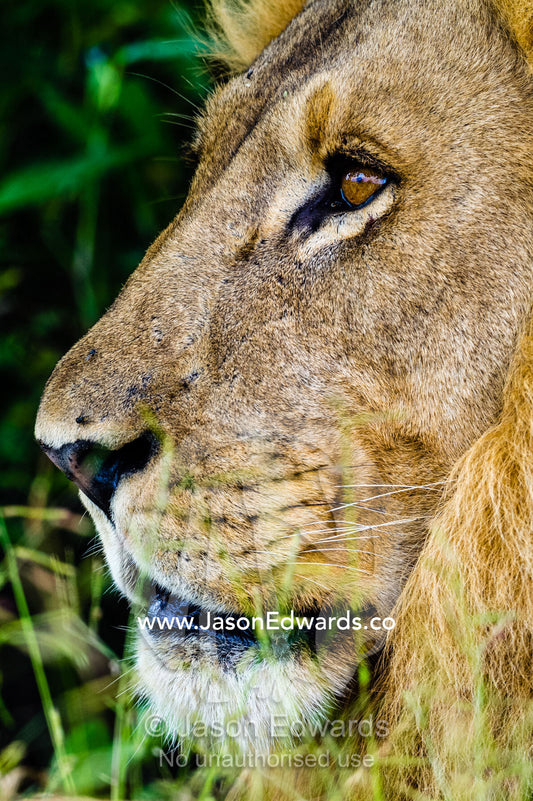 The nose, muzzle and whiskers in a side portrait of an African Lion. Selinda Reserve, Linyanti Region, Northern Botswana.