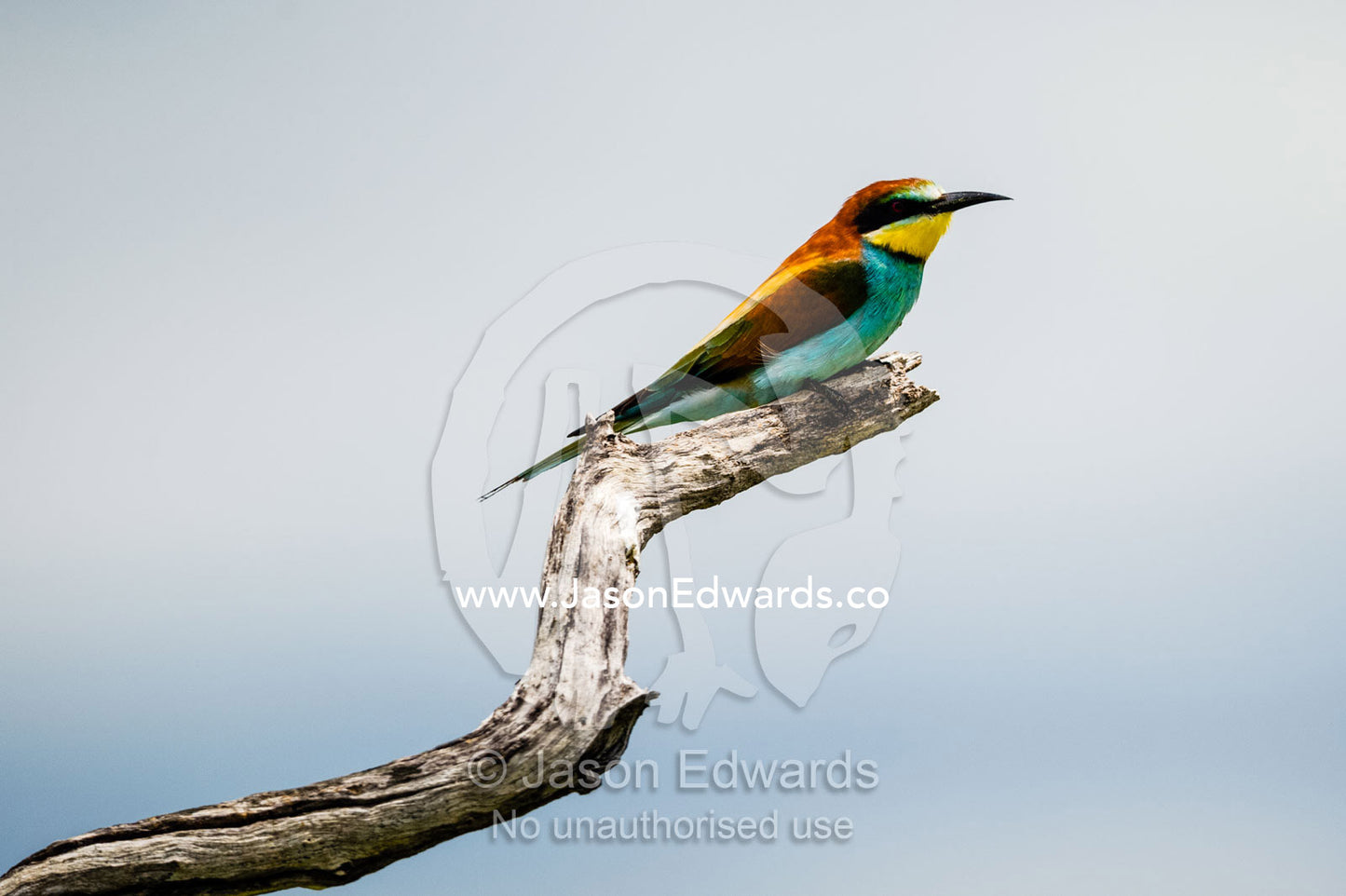 A European Bee-eater roosting in a dead tree. Selinda Reserve, Linyanti Region, Northern Botswana.