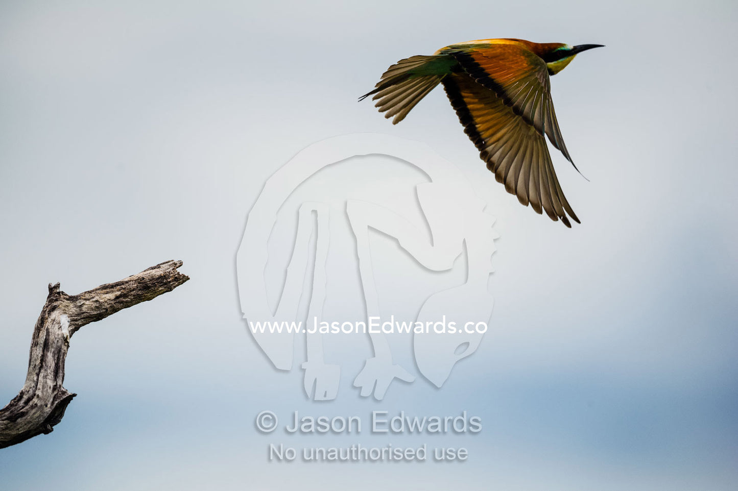 A European Bee-eater takes flight from a dead tree. Selinda Reserve, Linyanti Region, Northern Botswana.