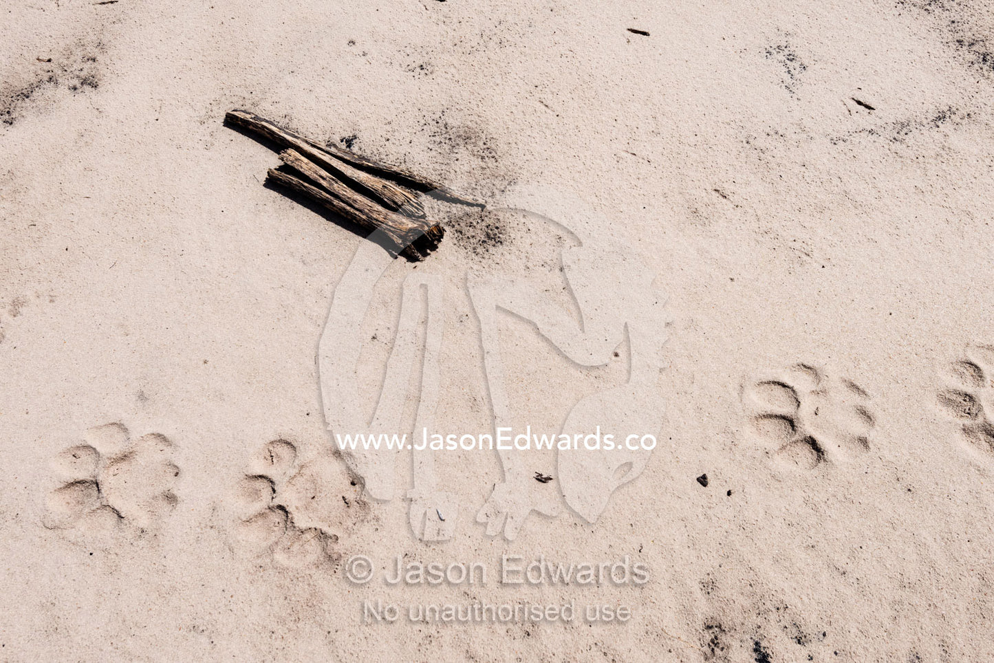 African Leopard foot prints on a sand track. Selinda Reserve, Linyanti Region, Northern Botswana.