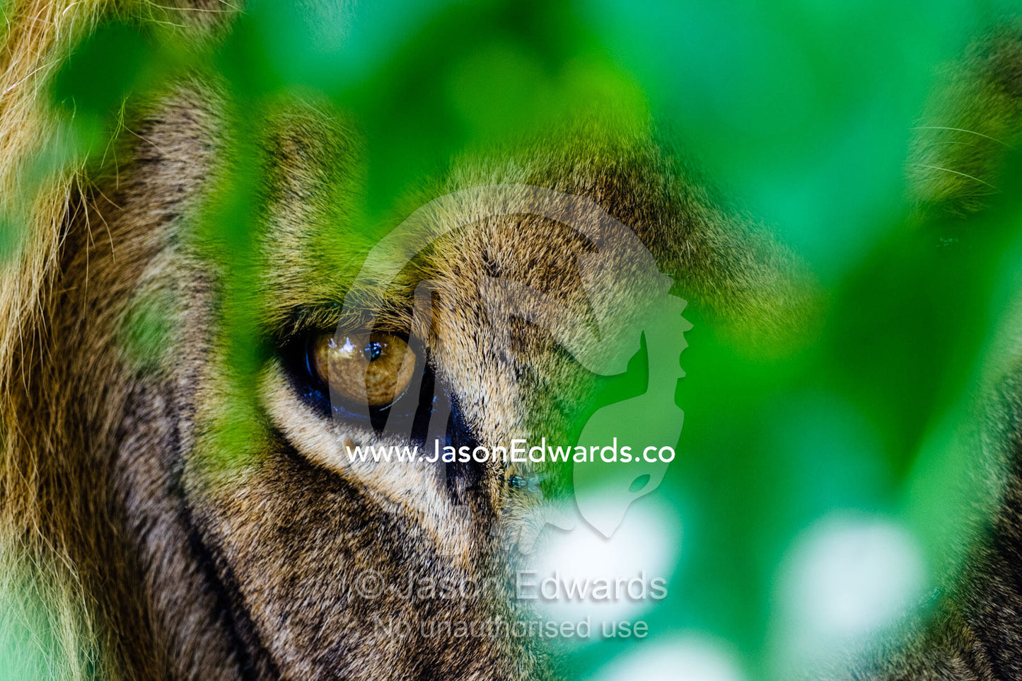 The piercing stare of a male African Lion stalking prey behind a bush. Selinda Reserve, Linyanti Region, Northern Botswana.