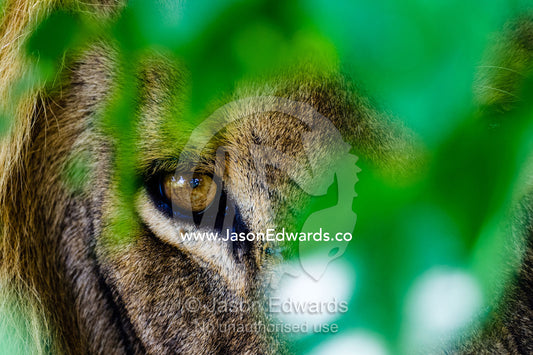 The piercing stare of a male African Lion stalking prey behind a bush. Selinda Reserve, Linyanti Region, Northern Botswana.