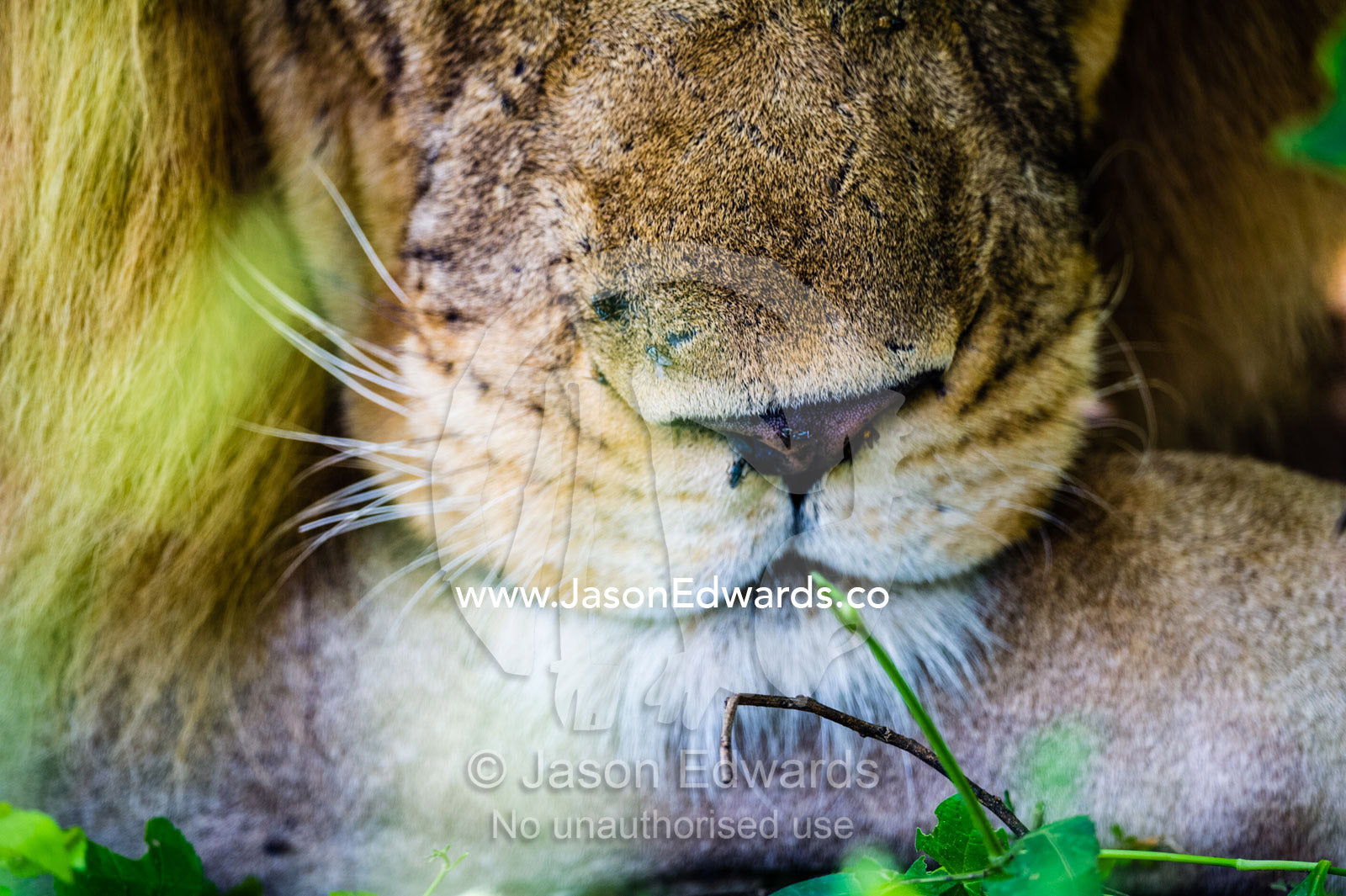 The nose, jaws and whiskers of a sleeping male African Lion. Selinda Reserve, Linyanti Region, Northern Botswana.