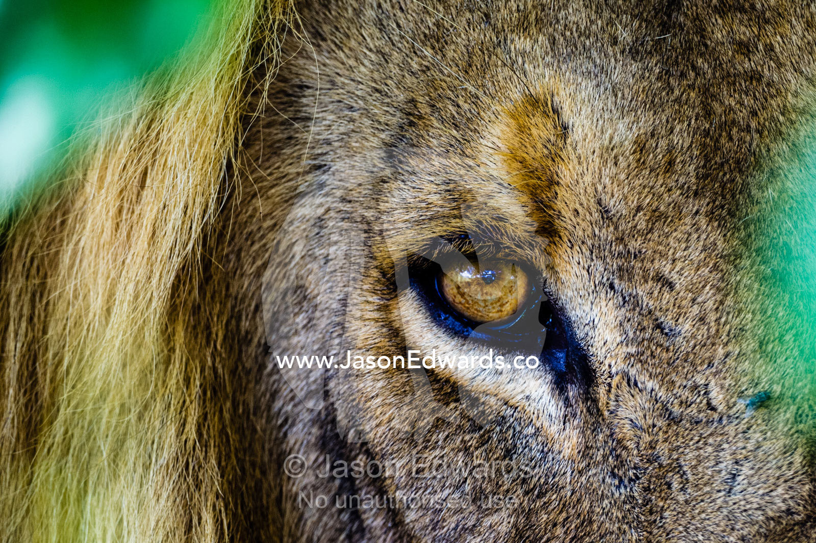 The piercing stare of a male African Lion stalking prey behind a bush. Selinda Reserve, Linyanti Region, Northern Botswana.