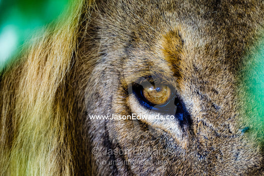 The piercing stare of a male African Lion stalking prey behind a bush. Selinda Reserve, Linyanti Region, Northern Botswana.