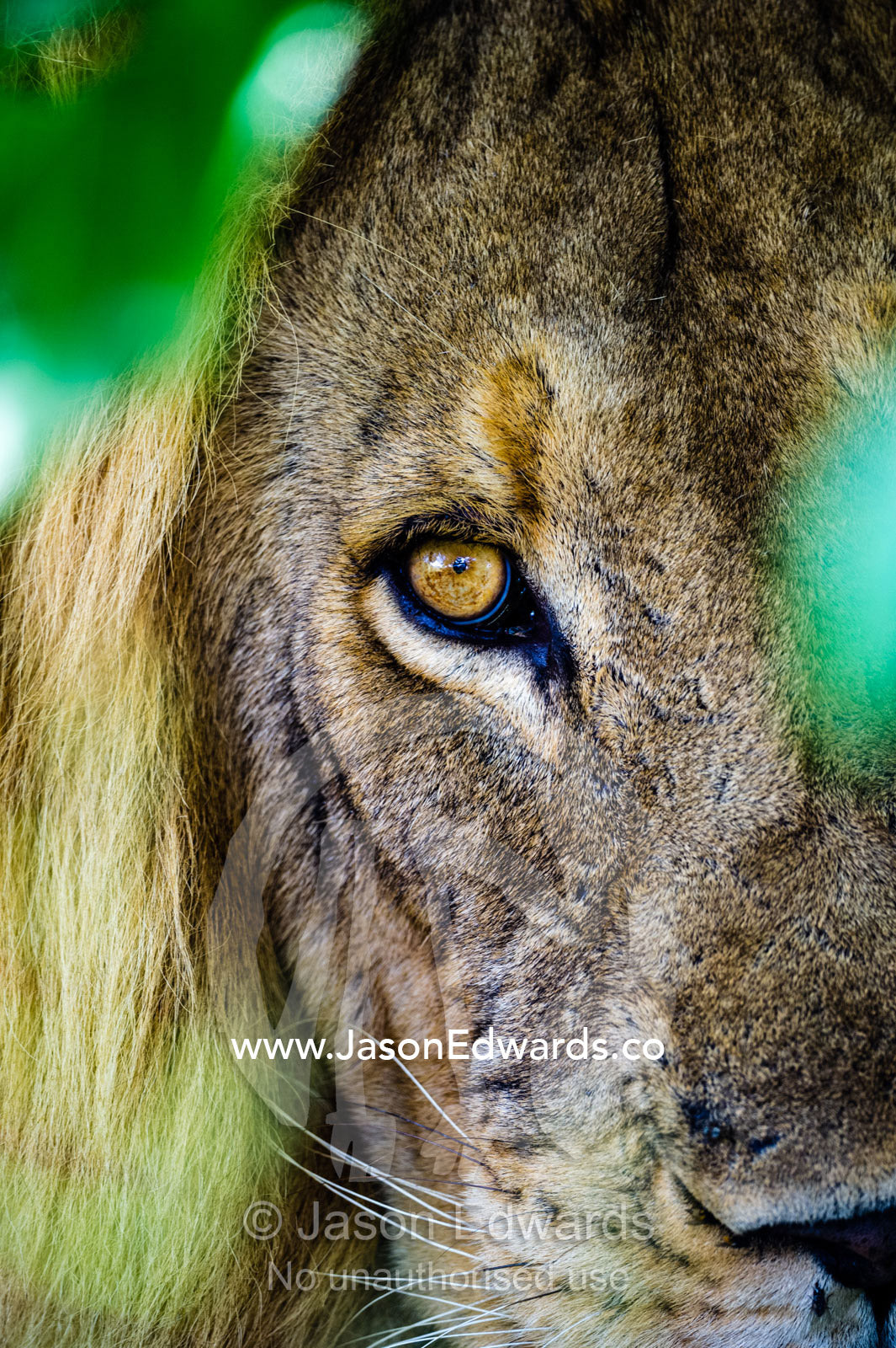 The piercing stare of a male African Lion stalking prey behind a bush. Selinda Reserve, Linyanti Region, Northern Botswana.