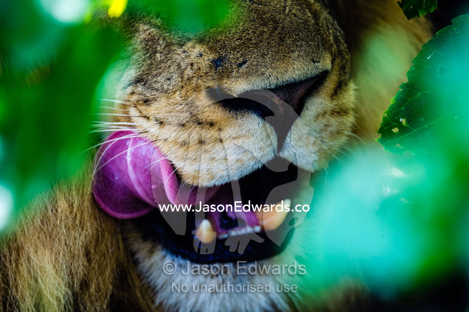 A male African Lion licks his lips with his tongue. Selinda Reserve, Linyanti Region, Northern Botswana.