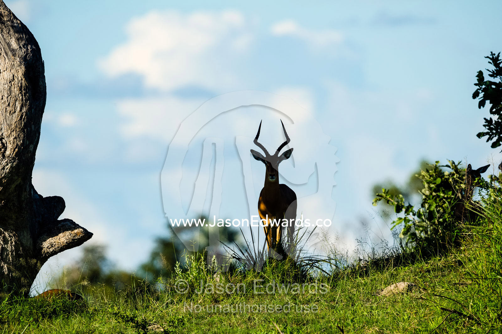 A male Impala silhouette on the slope of a termite mound. Selinda Reserve, Linyanti Region, Northern Botswana.