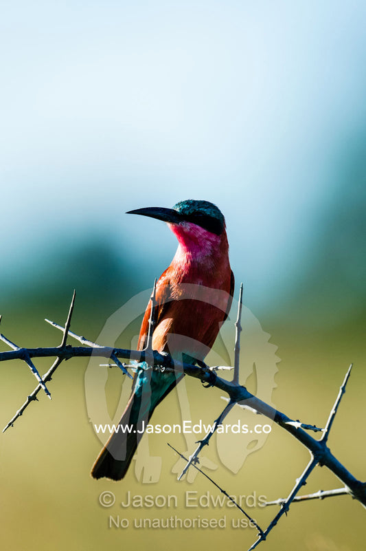 A Southern Carmine Bee-eater roosting between thorns on an acacia. Selinda Reserve, Linyanti Region, Northern Botswana.