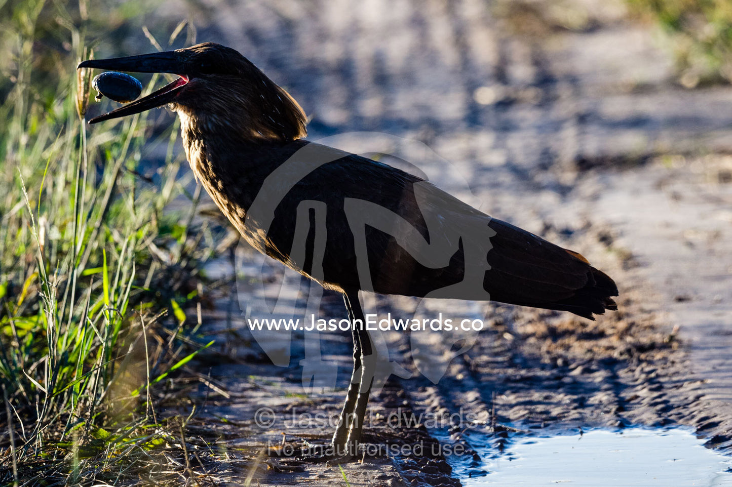 A Hamerkop swallowing an Okavango Hinged Terrapin hatchling. Selinda Reserve, Linyanti Region, Northern Botswana.