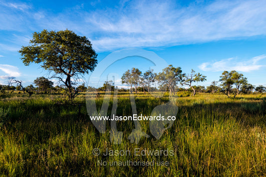 A lush grassland on a floodplain in the late afternoon. Selinda Reserve, Linyanti Region, Northern Botswana.