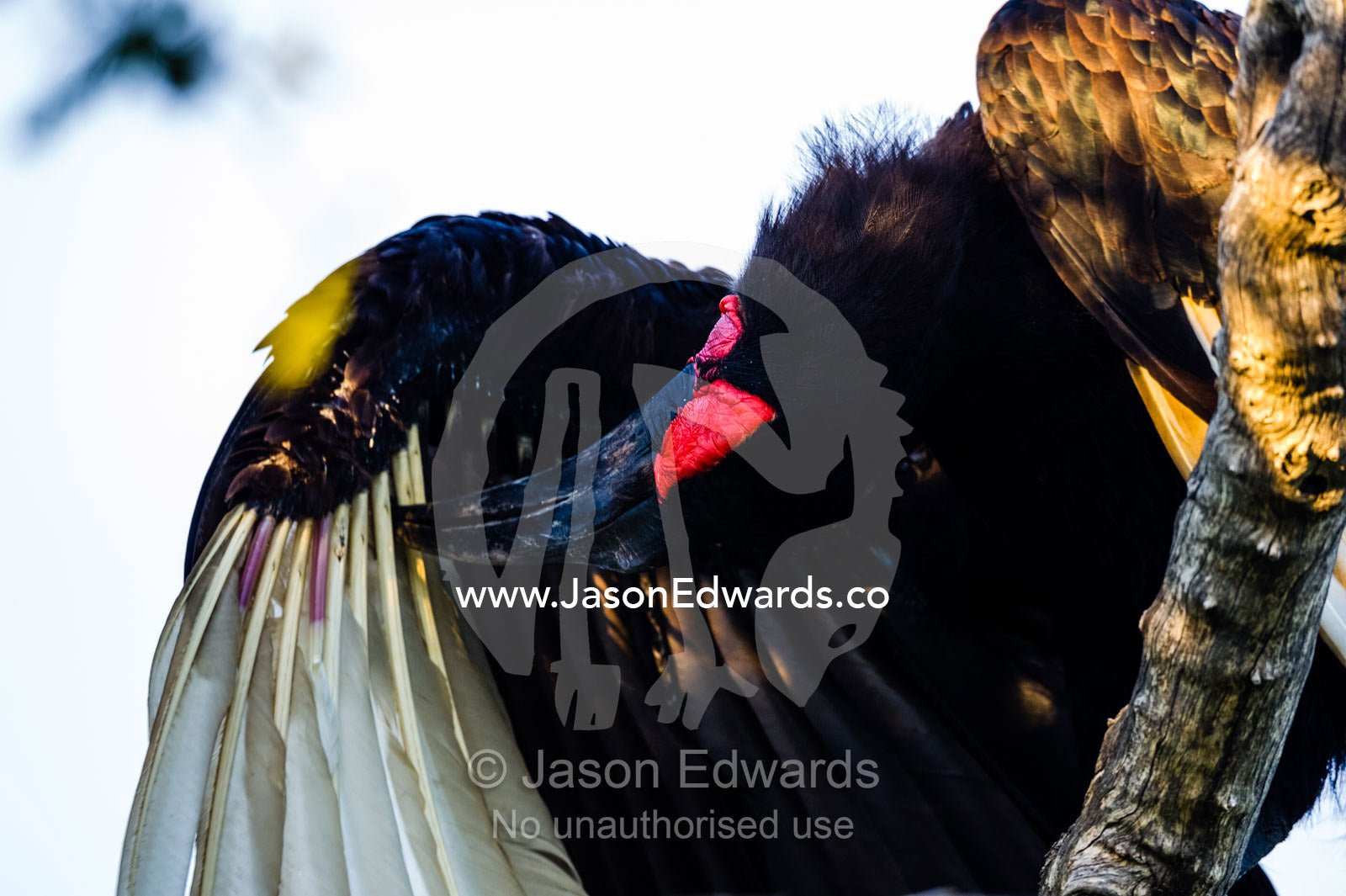 A southern Ground Hornbill preening it's feathers with a long bill. Selinda Reserve, Linyanti Region, Northern Botswana.