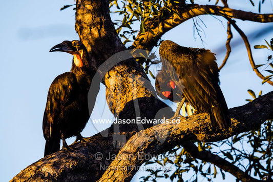 A Southern Ground Hornbill preening it's feathers with a long bill. Selinda Reserve, Linyanti Region, Northern Botswana.