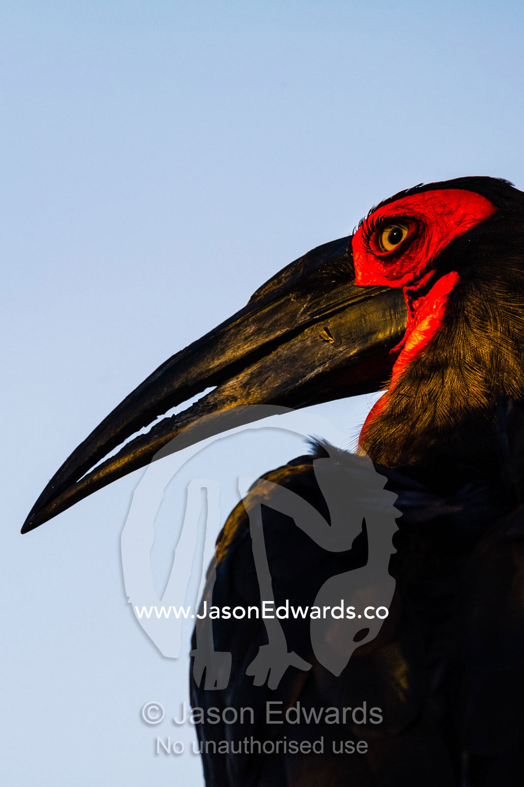 The red fleshy face and long pointed bill of a Southern Ground Hornbill. Selinda Reserve, Linyanti Region, Northern Botswana.