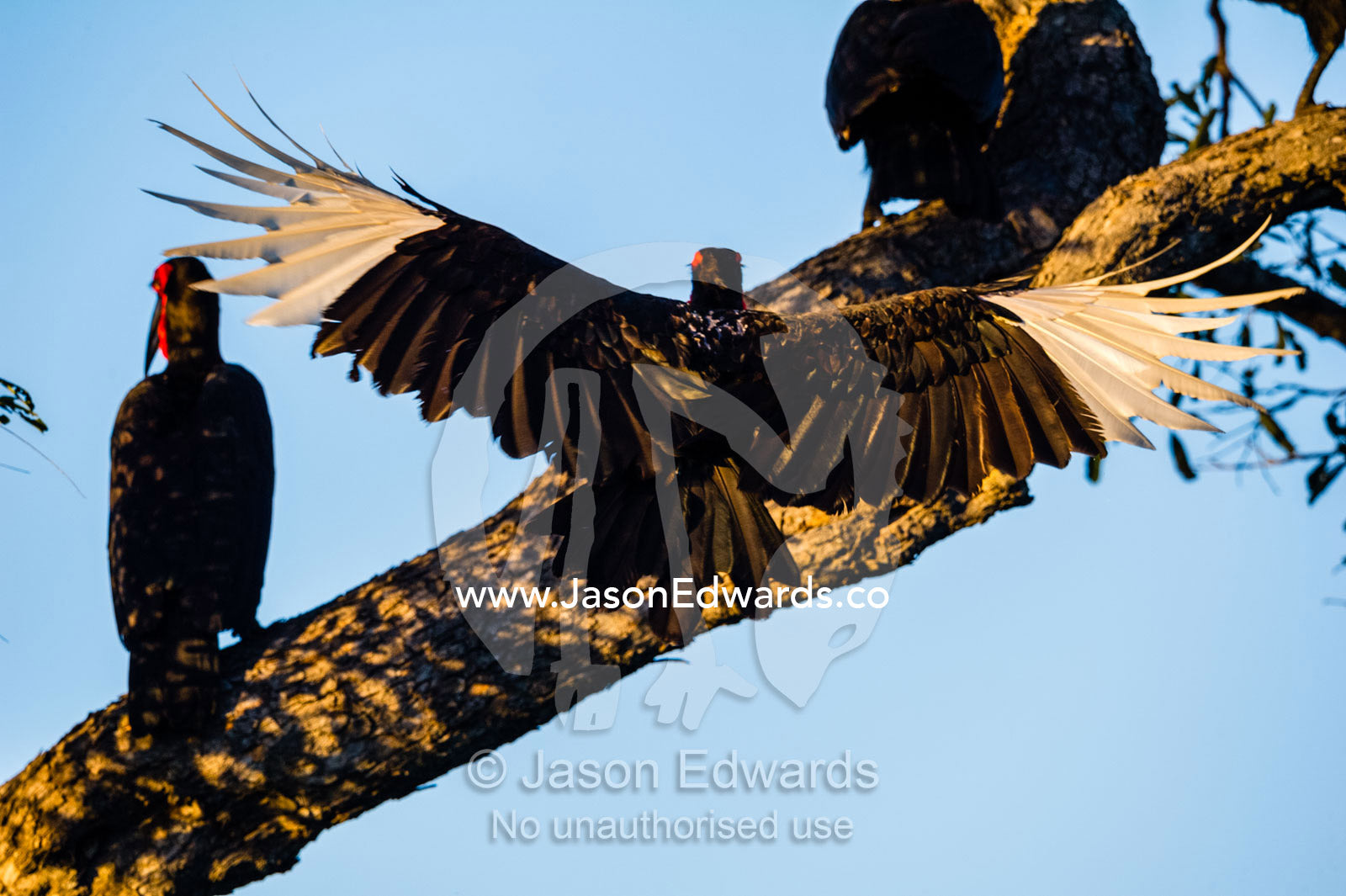 A Southern Ground Hornbill coming in to land on a branch uses it's wings as breaks. Selinda Reserve, Linyanti Region, Northern Botswana.