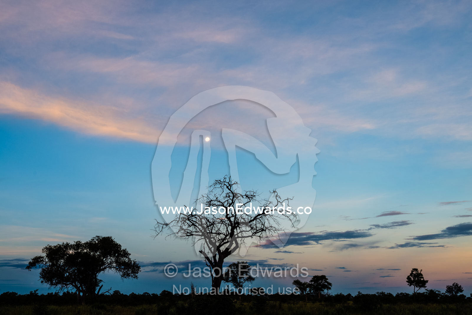 Moonrise over a dead tree silhouette on a floodplain. Selinda Reserve, Linyanti Region, Northern Botswana.