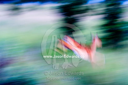 An Impala fawn leaping through the forest. Selinda Reserve, Linyanti Region, Northern Botswana.