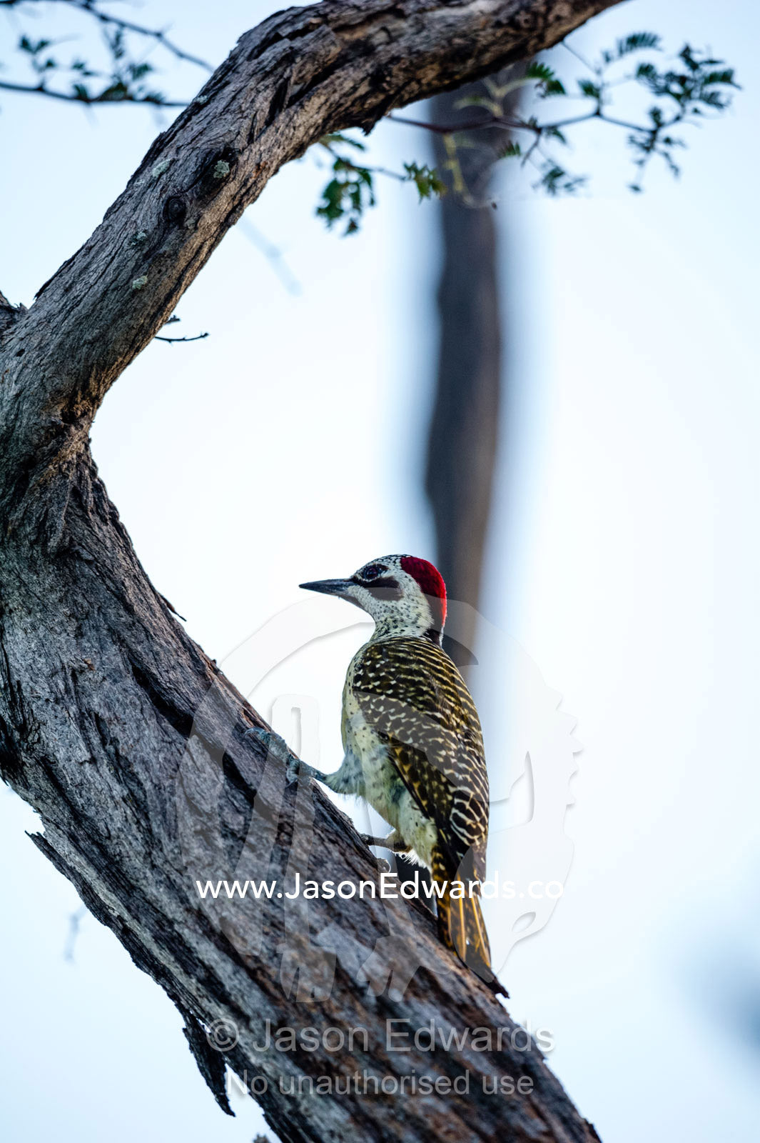 A Bearded Woodpecker standing on a tree trunk. Selinda Reserve, Linyanti Region, Northern Botswana.