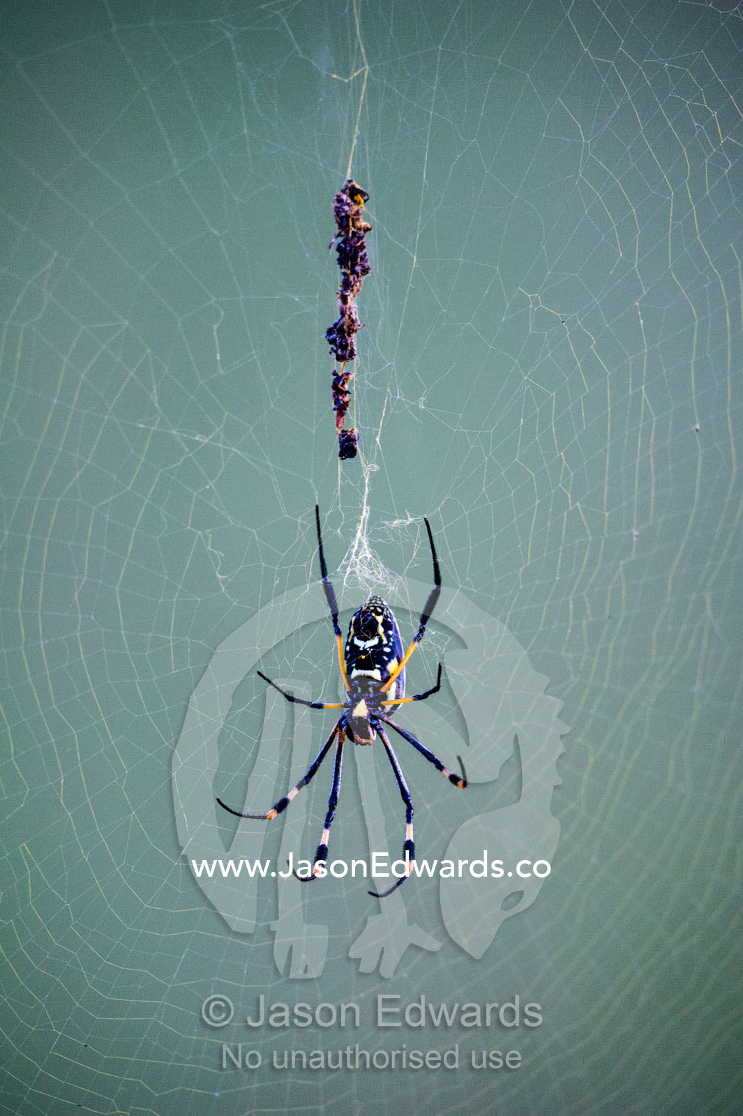 A female Banded-legged golden orb-web spider hanging in the middle of it's web. Selinda Reserve, Linyanti Region, Northern Botswana.