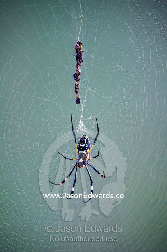 A female Banded-legged golden orb-web spider hanging in the middle of it's web. Selinda Reserve, Linyanti Region, Northern Botswana.