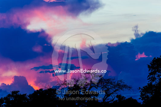 A purple and magenta sunset above a forest canopy. Selinda Reserve, Linyanti Region, Northern Botswana.