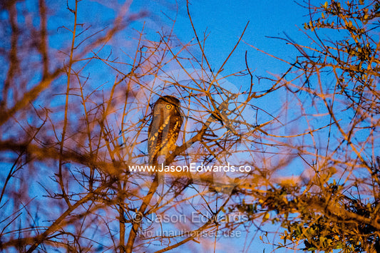 A Barred Owl roosting in a tangle of branches at night. Selinda Reserve, Linyanti Region, Northern Botswana.