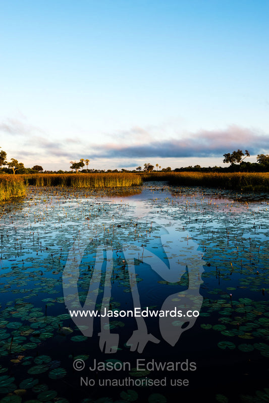 Water lily on a wetland pond surrounded by reeds at dawn. Selinda Spillway, Selinda Reserve, Linyanti Region, Northern Botswana.