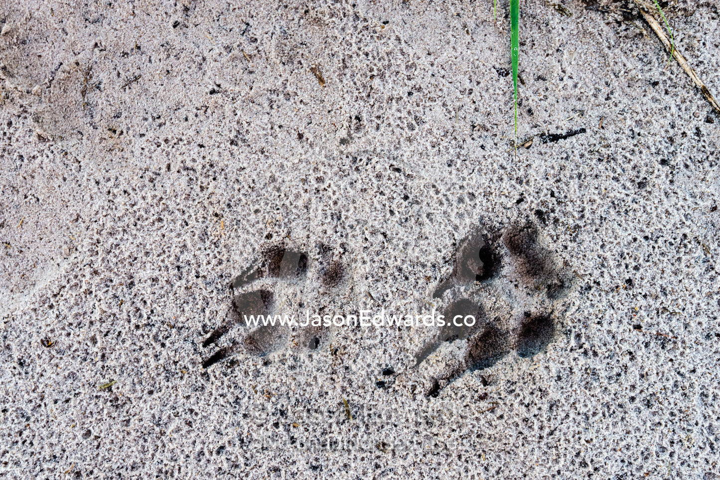 Fresh Aardwolf paw and claw tracks in wet sand at dawn. Selinda Reserve, Linyanti Region, Northern Botswana.
