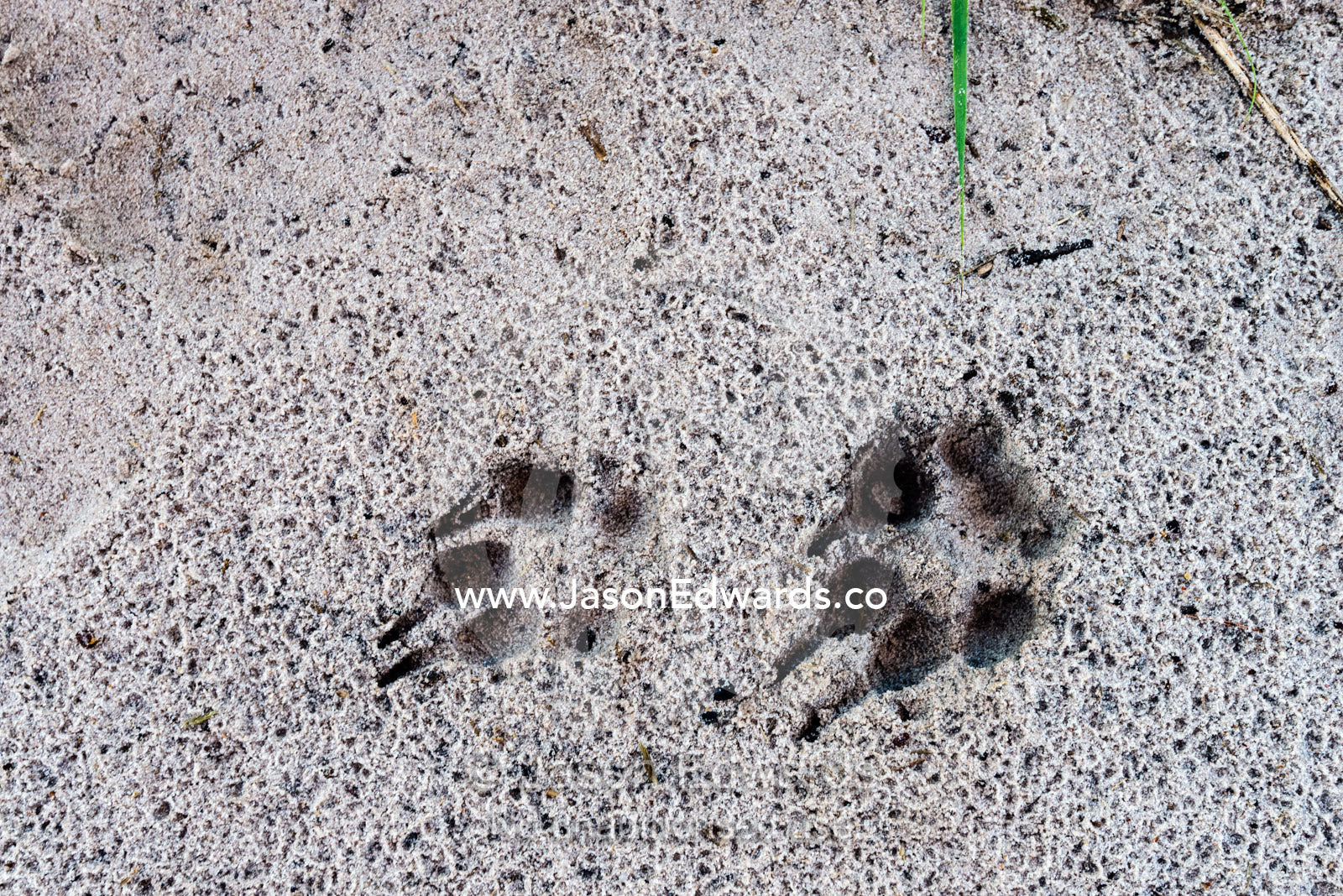 Fresh Aardwolf paw and claw tracks in wet sand at dawn. Selinda Reserve, Linyanti Region, Northern Botswana.