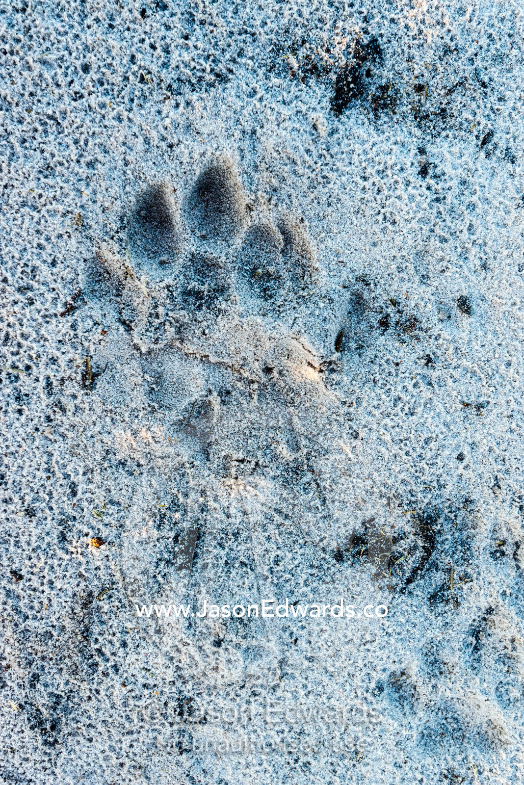 A fresh African Lion paw print in wet sand at dawn. Selinda Reserve, Linyanti Region, Northern Botswana.