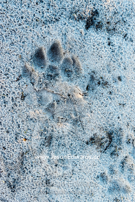A fresh African Lion paw print in wet sand at dawn. Selinda Reserve, Linyanti Region, Northern Botswana.