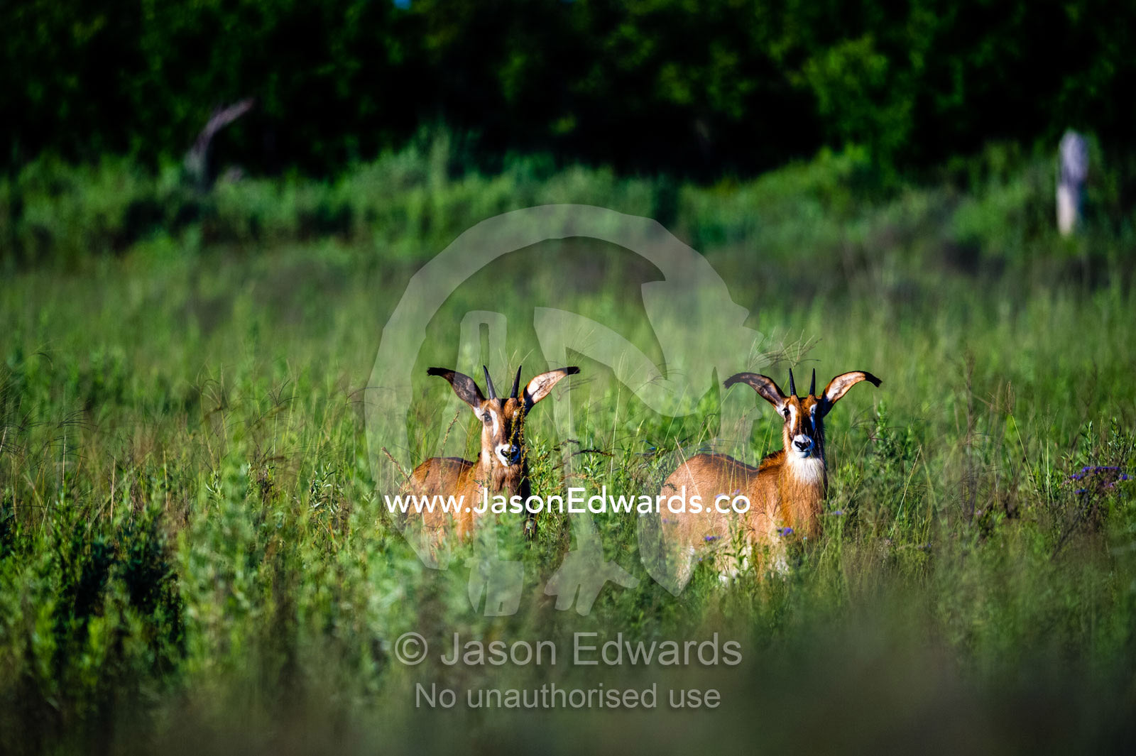 A pair of Roan Antelope calves on a floodplain at dawn. Selinda Reserve, Linyanti Region, Northern Botswana.