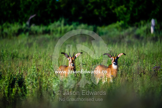 A pair of Roan Antelope calves on a floodplain at dawn. Selinda Reserve, Linyanti Region, Northern Botswana.