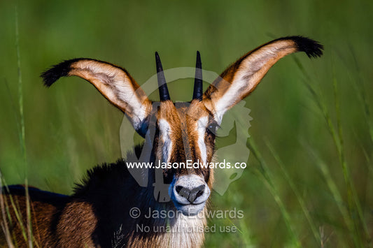 The enormous ears of a sub-adult Roan Antelope alert on a floodplain at dawn. Selinda Reserve, Linyanti Region, Northern Botswana.