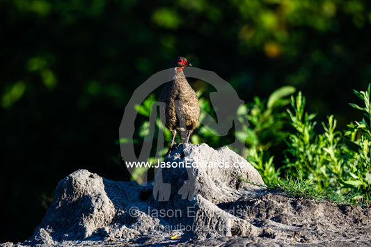 A Swainson's Francolin roosting on a termite mound. Selinda Reserve, Linyanti Region, Northern Botswana.