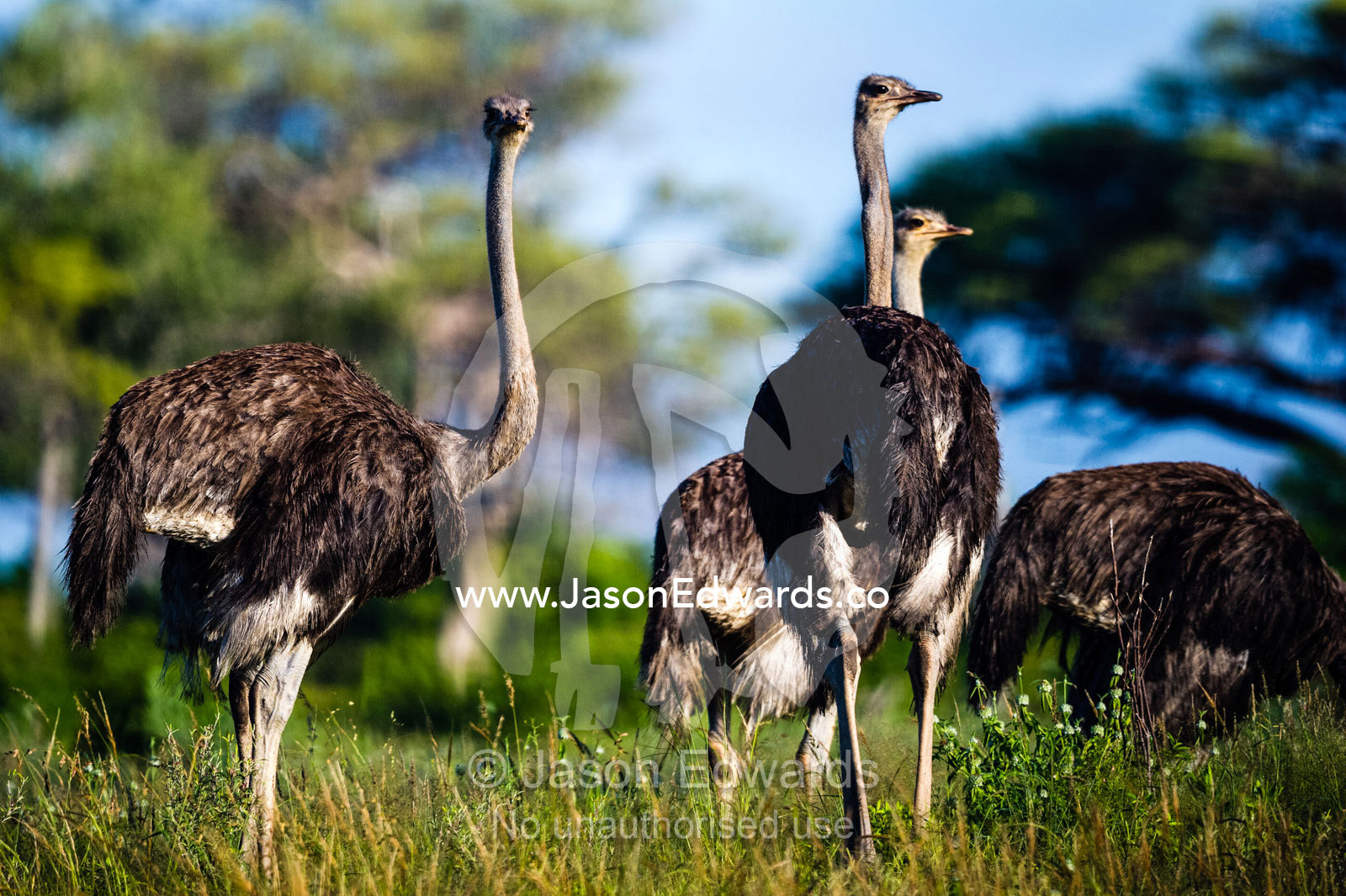A male Ostrich with his harem of females. Selinda Reserve, Linyanti Region, Northern Botswana.