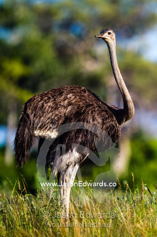 A female Ostrich twisting her long neck to look backwards. Selinda Reserve, Linyanti Region, Northern Botswana.