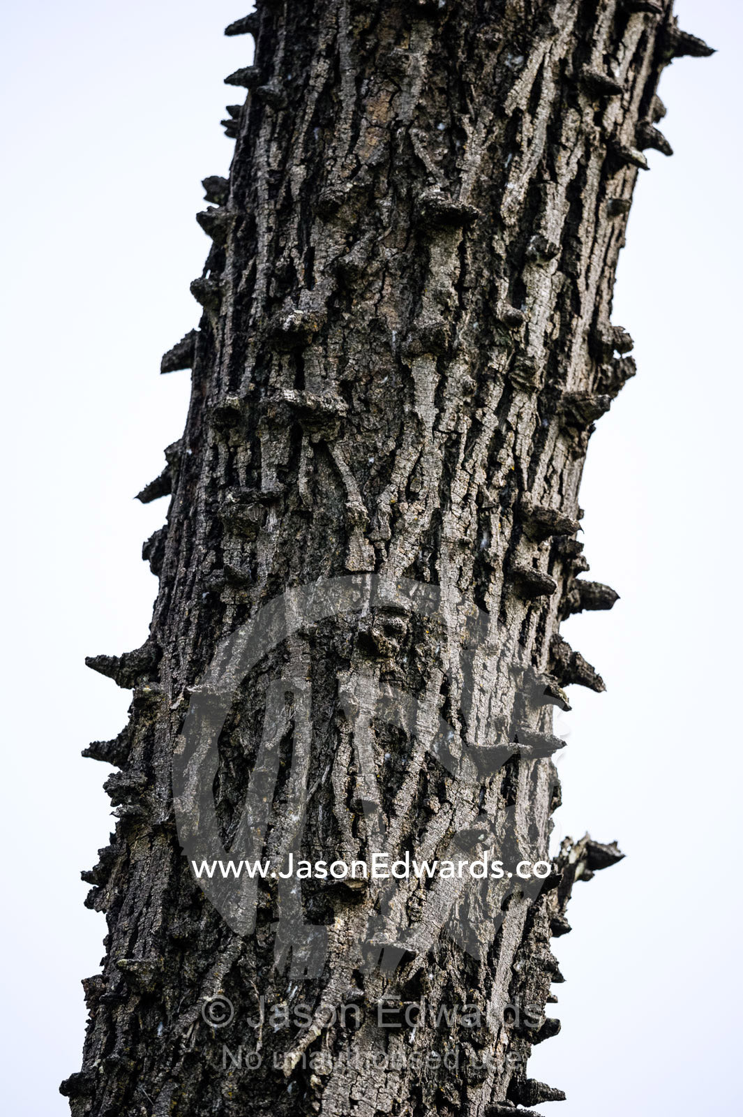 The hard defensive spikes on the trunk of a Knobthorn tree. Selinda Reserve, Linyanti Region, Northern Botswana.