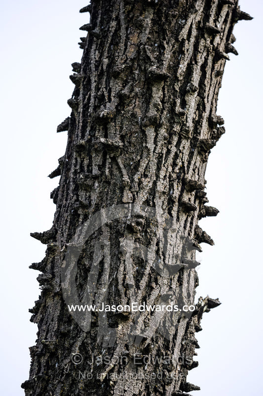 The hard defensive spikes on the trunk of a Knobthorn tree. Selinda Reserve, Linyanti Region, Northern Botswana.