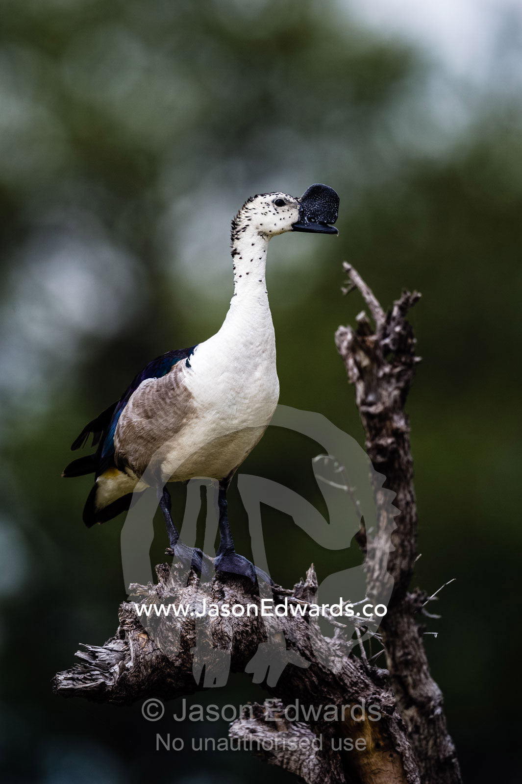 A male Knob-billed Duck roosting on a dead tree above a wetland. Selinda Reserve, Linyanti Region, Northern Botswana.
