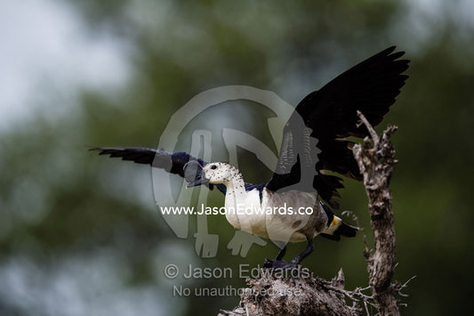 A male Knob-billed Duck roosting on a dead tree and flapping it's wings. Selinda Reserve, Linyanti Region, Northern Botswana.