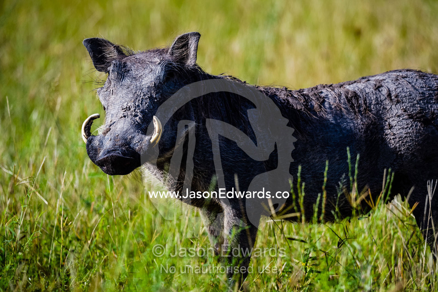 The curved tusks of a Warthog standing alert. Selinda Reserve, Linyanti Region, Northern Botswana.